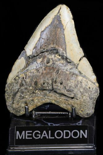 Bargain Megalodon Tooth - North Carolina #38694